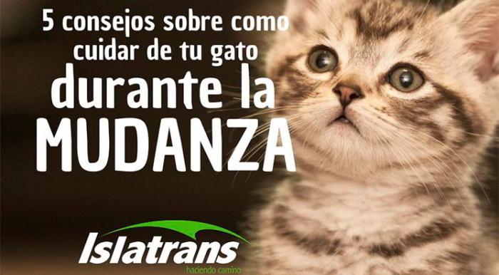 Cómo cuidar a su gato durante una mudanza