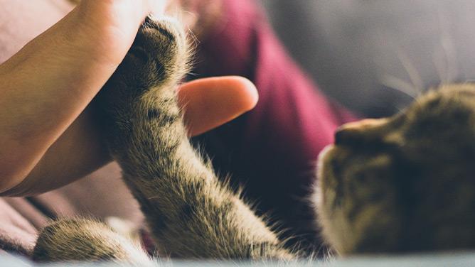 Mudanzas con mascotas: consejos para ayudarles en el cambio